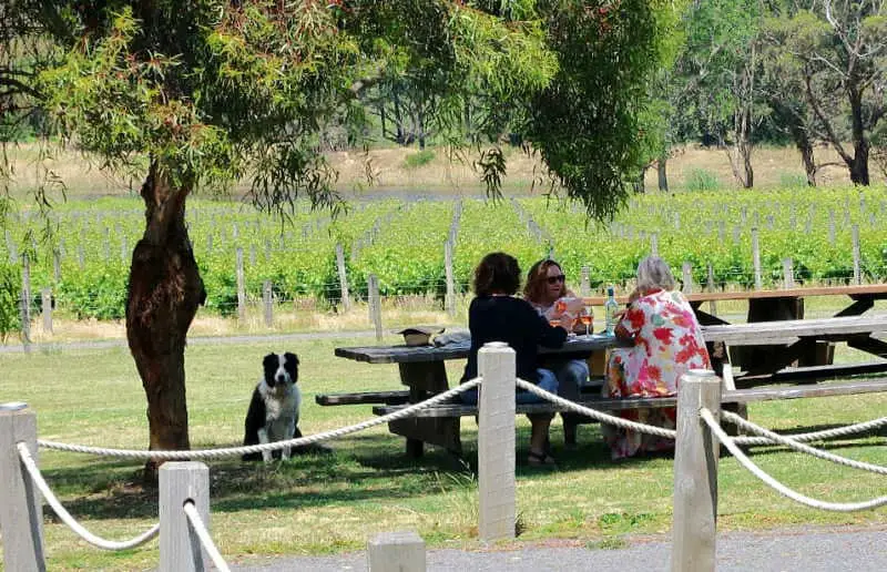 Women drinking wine with a pet dog under a tree at MacGlashans Bellarine Peninsula Winery with views of the vineyard.