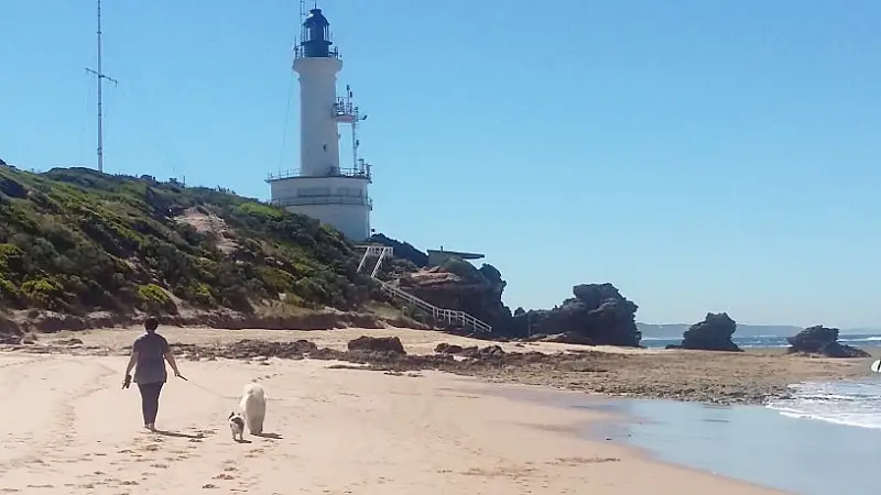 Woman walking her dogs on the beach below Point Lonsdale Lighthouse on the Bellarine Peninsula in Victoria Australia.
