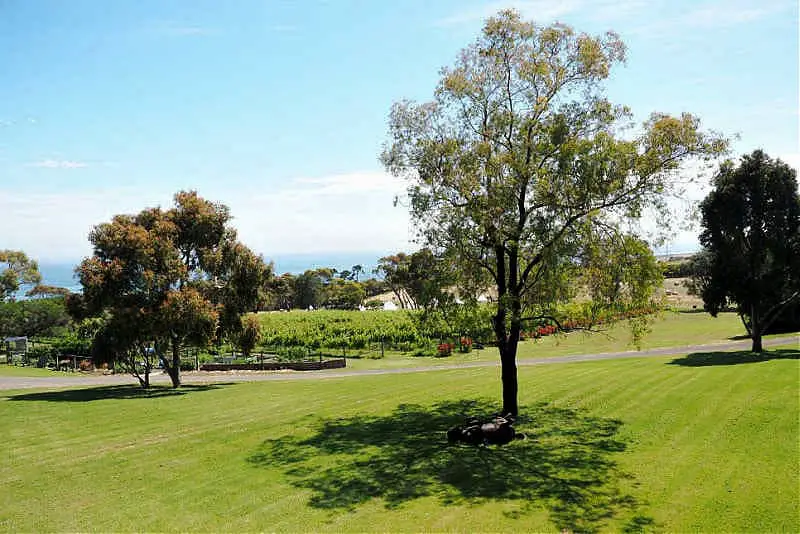 Vineyard and water views at Terindah Estate Bellarine Peninsula Wineries with large expanses of lush lawn and a scattering of trees.
