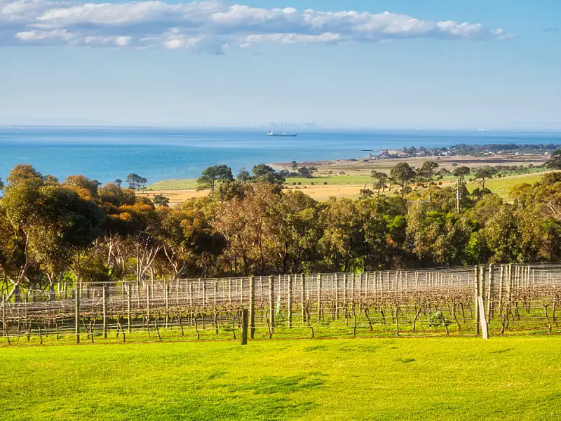 View across vineyards and the bay from the Bellarine Peninsula in Victoria Australia.