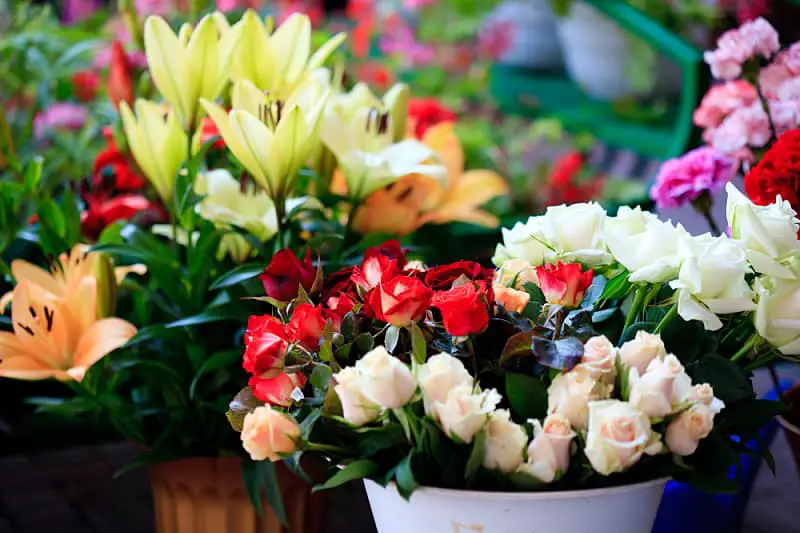 Pots of colourful flowers at the Warrnambool Flower Market.