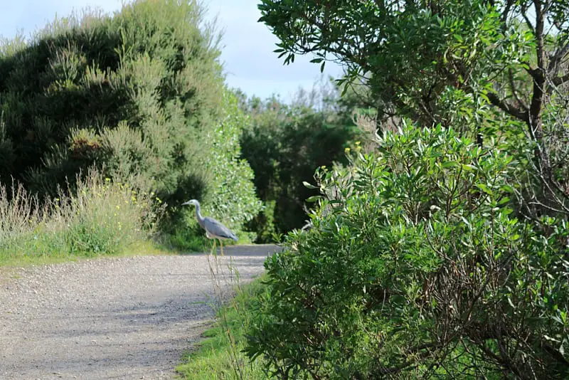 Large grey bird with long legs standing on a walking track in Queenscliff surrounded by green shrubs and trees.