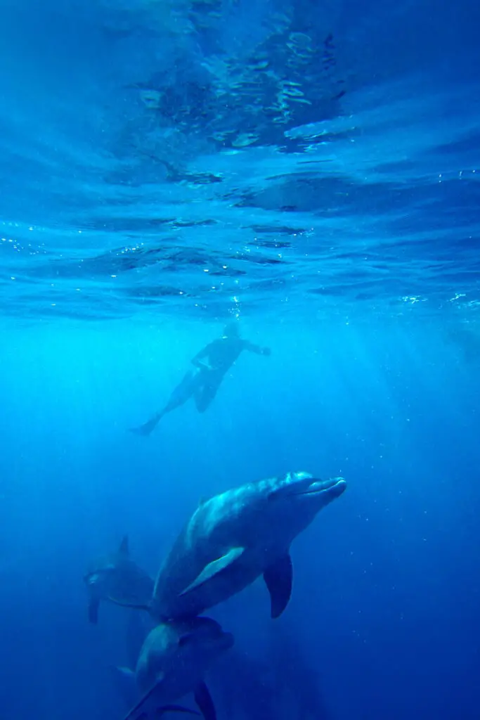 Person snorkelling in blue water with a pod of dolphins swimming beneath them. One of the best things to do in Queenscliff is to go on a swimming with dolphins and seals tour. 