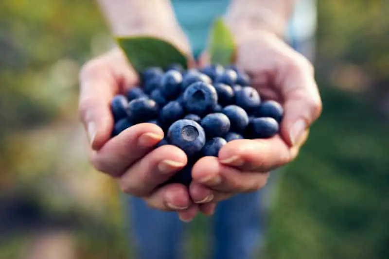 Cupped hands filled with fresh blueberries. Picking your own berries at Tuckerberry Hill is one of the fun things to do in Ocean Grove for kids.