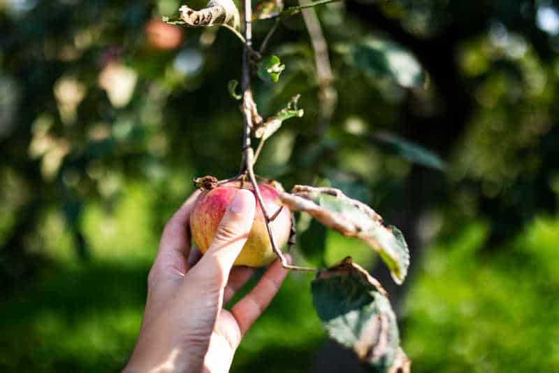 A hand picking an apple from a tree branch. Fruit picking is a popular activity in Ocean Grove for families.