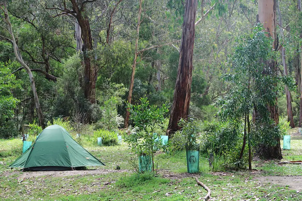 A small green tent surrounded by gum trees in a Great Ocean Road campground. Free Great Ocean Road camping is a great way to save money when travelling in the area.