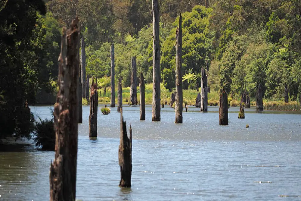 Dead trees rising up out of the waters of Lake Elizabeth in Otways Victoria.