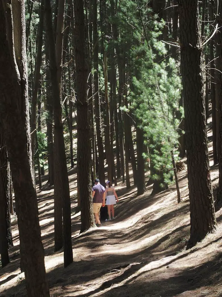 People walking through a pine plantation at Mt Franklin near Daylesford Victoria. This is an easy walk if you're looking for outdoor things to do in Daylesford.