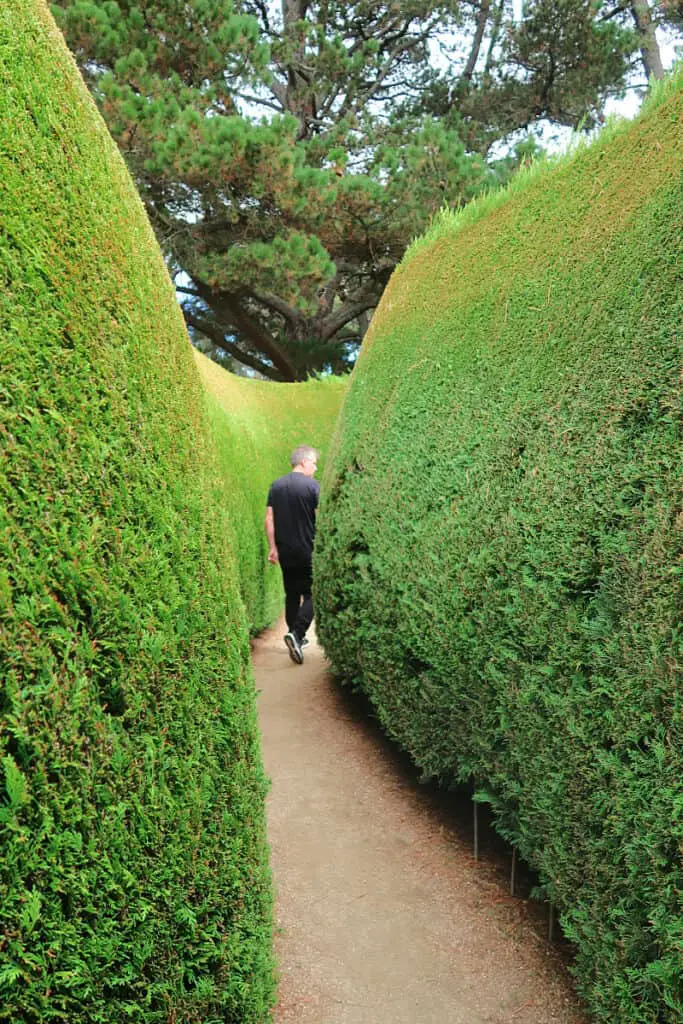A person walks through a curved, narrow pathway bordered by lush green hedges at The Maze House, with the overcast sky peeping through the foliage above.