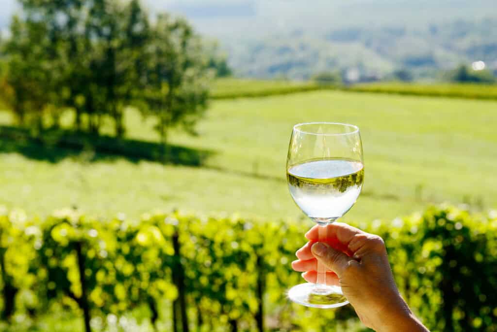 A hand holding a glass of white wine with a lush, green vineyard in the background on a sunny day, showing off the scenic beauty of Geelong wineries.